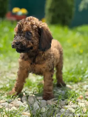 De vânzare Caniche Pudel - imagine 2 De vânzare Caniche Pudel - imagine 2