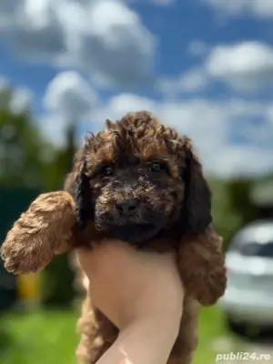 De vânzare Caniche Pudel