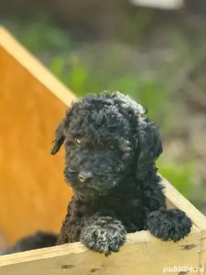 De vânzare Caniche Pudel - imagine 3 De vânzare Caniche Pudel - imagine 3