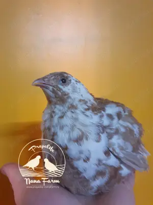 Oua de prepelita pentru incubat - imagine 2