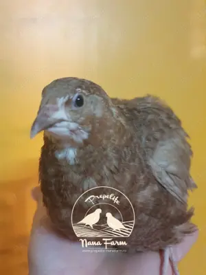 Oua de prepelita pentru incubat - imagine 3