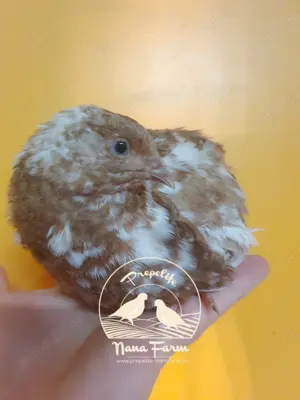 Oua de prepelita pentru incubat - imagine 4