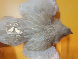 Oua de prepelita pentru incubat