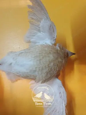 Oua de prepelita pentru incubat - imagine 5