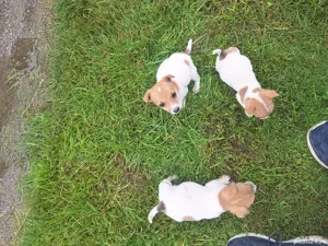 Vand catei Jack Russell