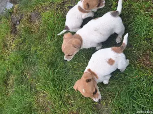 Vand catei Jack Russell - imagine 2