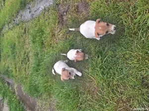 Vand catei Jack Russell - imagine 4