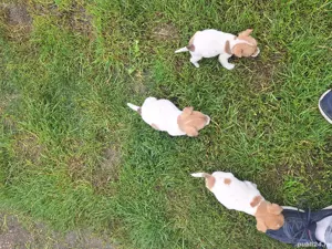 Vand catei Jack Russell - imagine 5