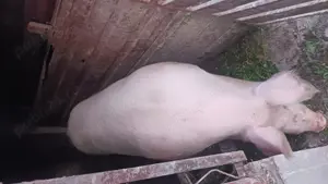 Porc de carne - imagine 2