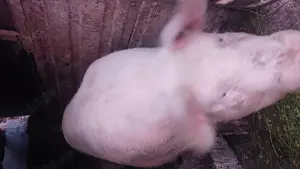 Porc de carne - imagine 4