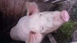 Porc de carne - imagine 3