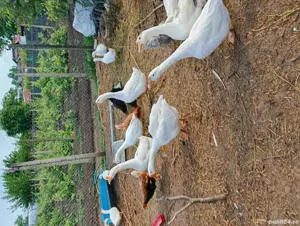 rățe și gâște de vânzare  - imagine 2 rățe și gâște de vânzare  - imagine 2