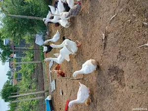 rățe și gâște de vânzare  - imagine 4 rățe și gâște de vânzare  - imagine 4