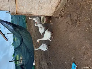 rățe și gâște de vânzare  - imagine 3 rățe și gâște de vânzare  - imagine 3