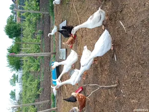 rățe și gâște de vânzare  - imagine 5 rățe și gâște de vânzare  - imagine 5