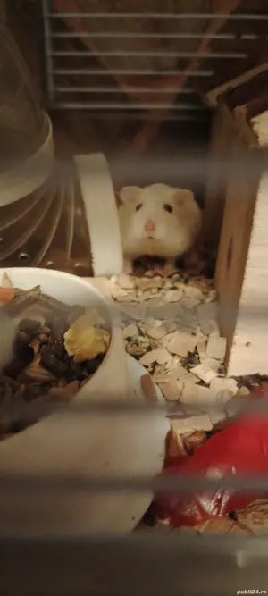 Vand hamsteri roborowski