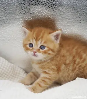 british orange  - imagine 2