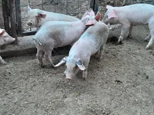 Vând purceluși  - imagine 3 Vând purceluși  - imagine 3