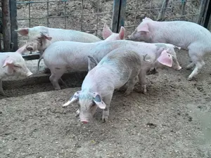 Vând purceluși  - imagine 2 Vând purceluși  - imagine 2