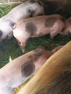 Purcei buni de carne  - imagine 5