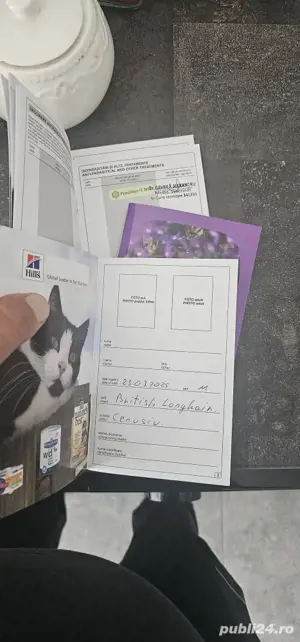 british longhair sibiu  - imagine 5