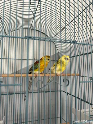 vand papagali urgent 