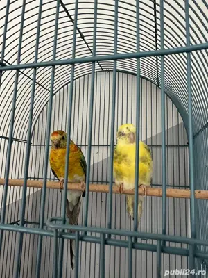 vand papagali urgent  - imagine 2