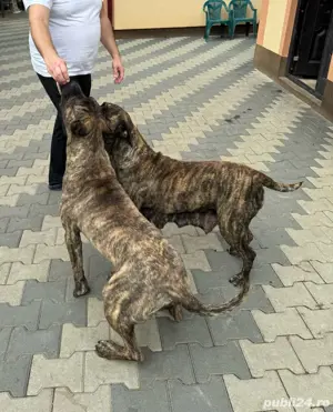 Pui Presa Canario - imagine 4