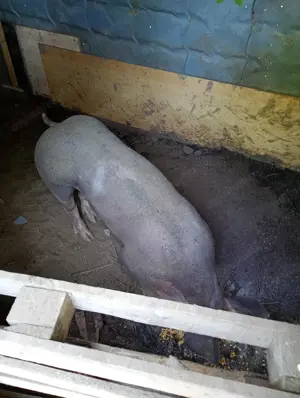 Vand vier pietrean de 140 kg  - imagine 2 Vand vier pietrean de 140 kg  - imagine 2