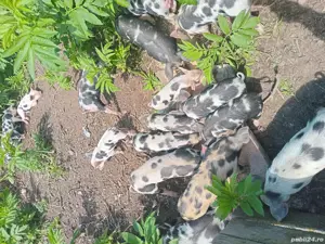 porcii. rasa. pietrean - imagine 4