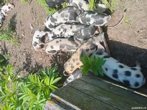 porcii. rasa. pietrean - imagine 5