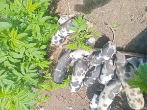 porcii. rasa. pietrean - imagine 6