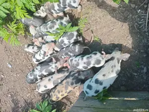 porcii. rasa. pietrean - imagine 3