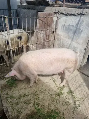 Vand porc de carne  Mosnita