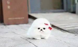 Pomeranian mini Ursuleț 