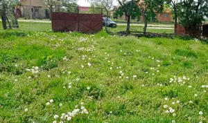 teren intravilan Tilecuș - imagine 5