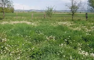 teren intravilan Tilecuș