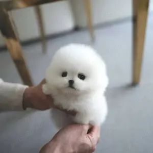 Pomeranian teacup original  - imagine 2