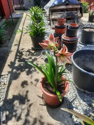 vind crini imperiali  - imagine 2