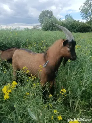 vând  țap  - imagine 3