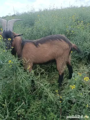 vând  țap  - imagine 2