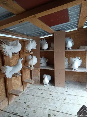 Porumbeii voltati si indieni - imagine 2