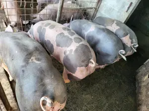 Porci Pietrain pentru sacrificat sau prasila