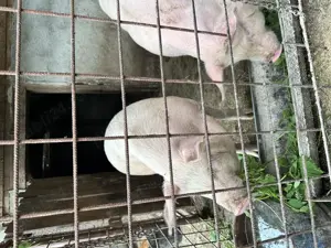 Porci de vanzare - crescuti la casa