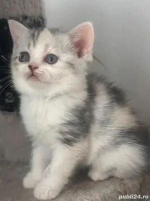 fetita british shorthair