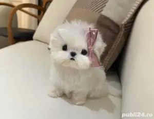 Bichon Maltez Mini Toy  - imagine 2