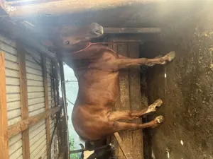 Mânză  de vânzare 