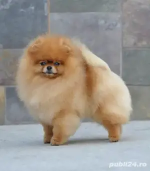 Hrana GRATUITA-Pomeranian Alb toy de vanzare cu carnet,microcip,factura,pasaport-livrare la Iasi - imagine 5