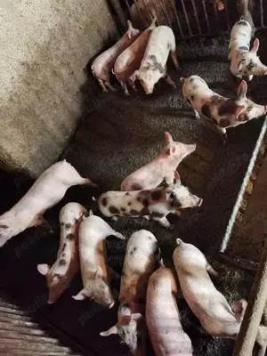 Vând purcei - imagine 2