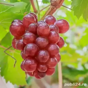 porcii. rasa. pietrean